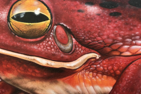 Etien_fresque-murale_grenouille-bocal-04